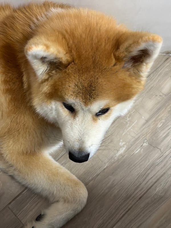 Lazy morning in at home with a fluffy dog