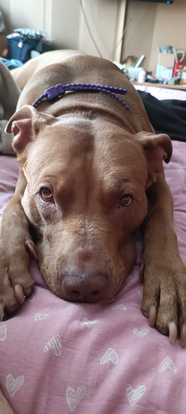 Dog resting on a heart blanket, paired with a #MondayBlues graphic