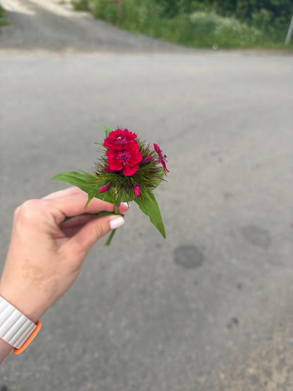 Afternoon collection: flowers, fruit, vodka, and bicycle ride documented