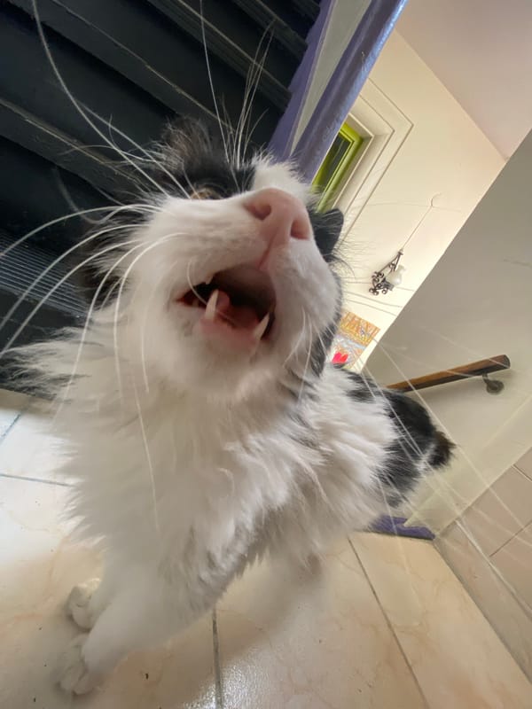 Everyday moments: cat yawning, cooking captured in Buenos Aires