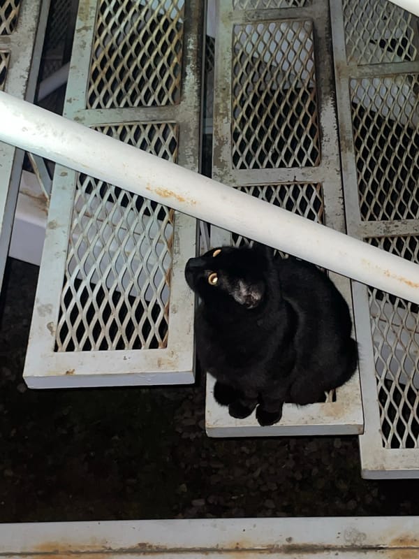 Black cat spotted on industrial staircase in Ushuaia