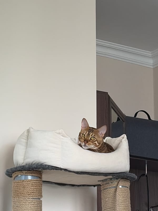 Bengal cat relaxing in bed on scratching post