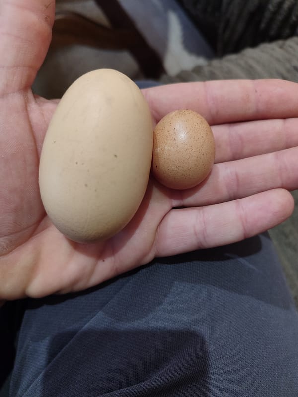 Person holds two different-sized eggs in Burgas, Bulgaria