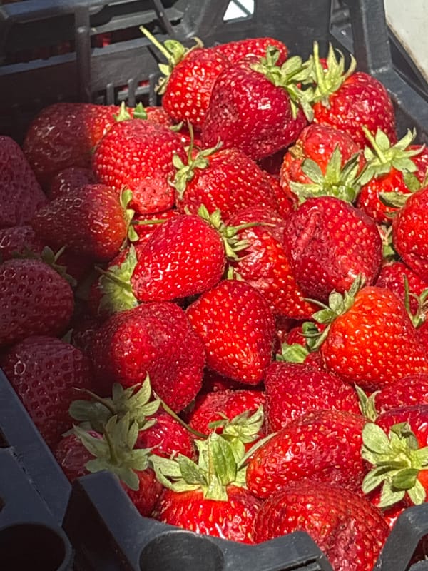 Morning street life and fresh strawberries documented in Perm