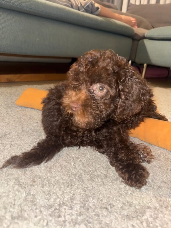 Curly-haired puppy plays and rests on carpet in Dubai