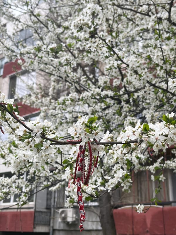 Woven bracelet tied to blossoming tree in Sofia