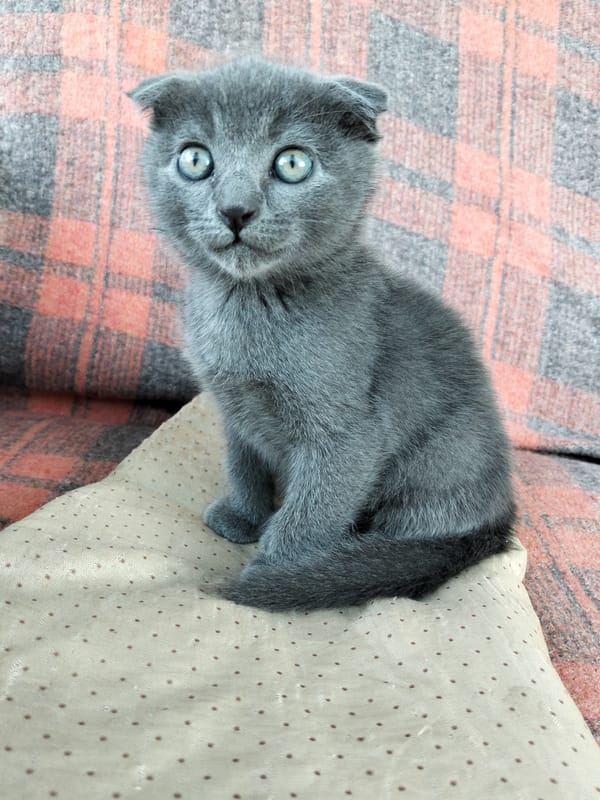 A quiet afternoon at home: gardens, kittens, and everyday things