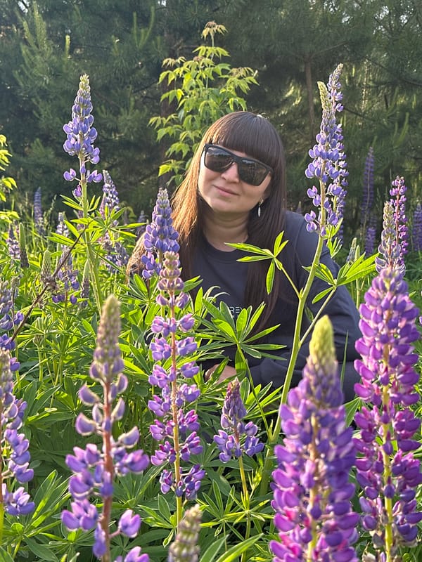 Visitors photograph lupine flower field in Chaikovsky, Russia