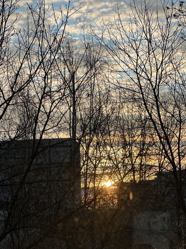 Winter sunset illuminates Sofia skyline through bare trees