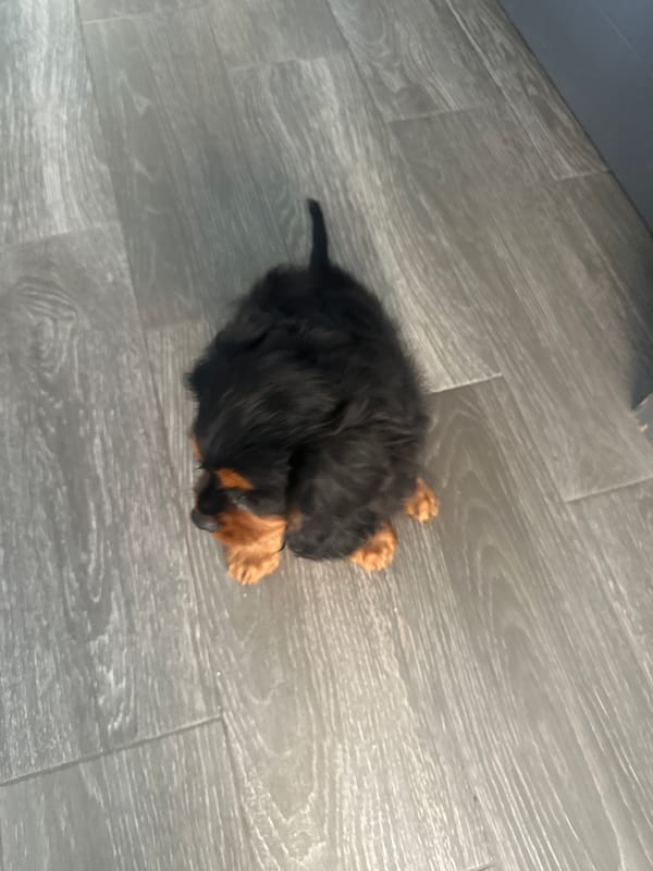 Puppy observed in indoor domestic setting in Puebla