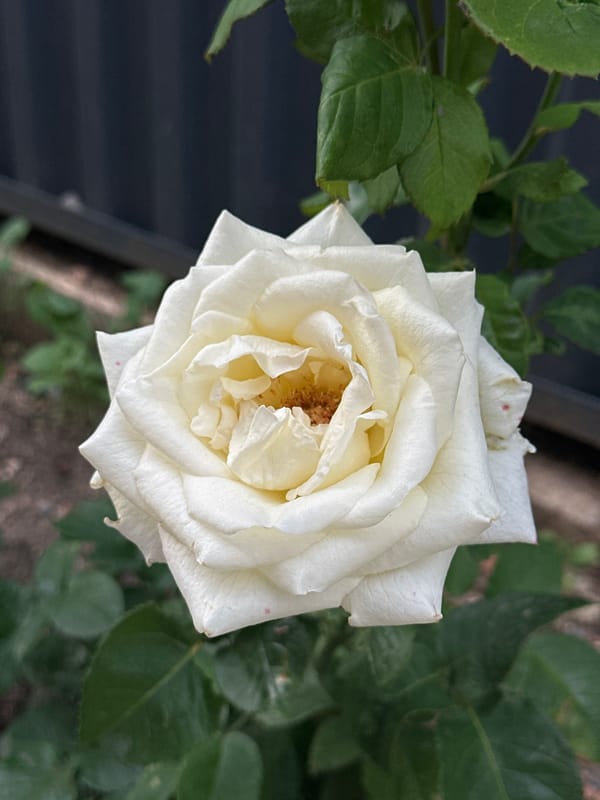 Roses and residential architecture in Kokshetau, Kazakhstan