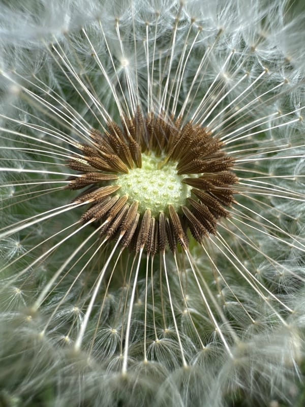 Spring afternoon documented in Desborough: cats, gardens, dandelions