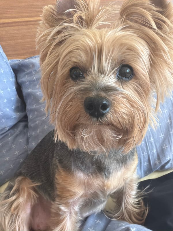 Yorkshire Terrier photographed resting on blue surface in Sofia