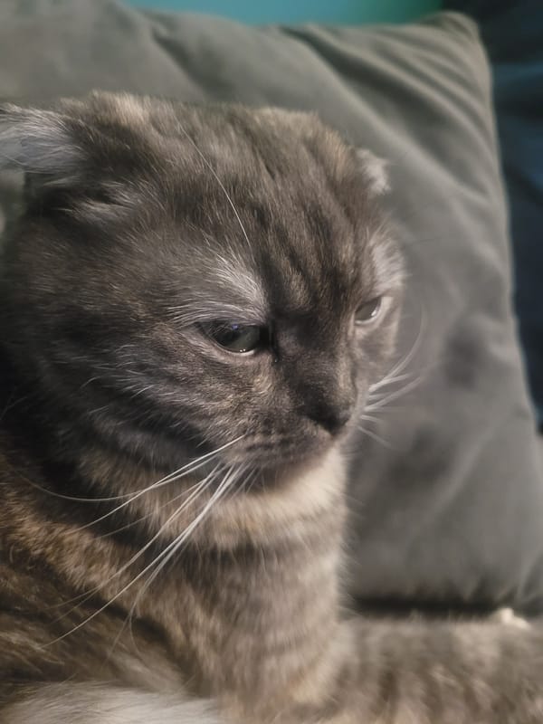 Cat rests on cushion in Izhevsk, Russia