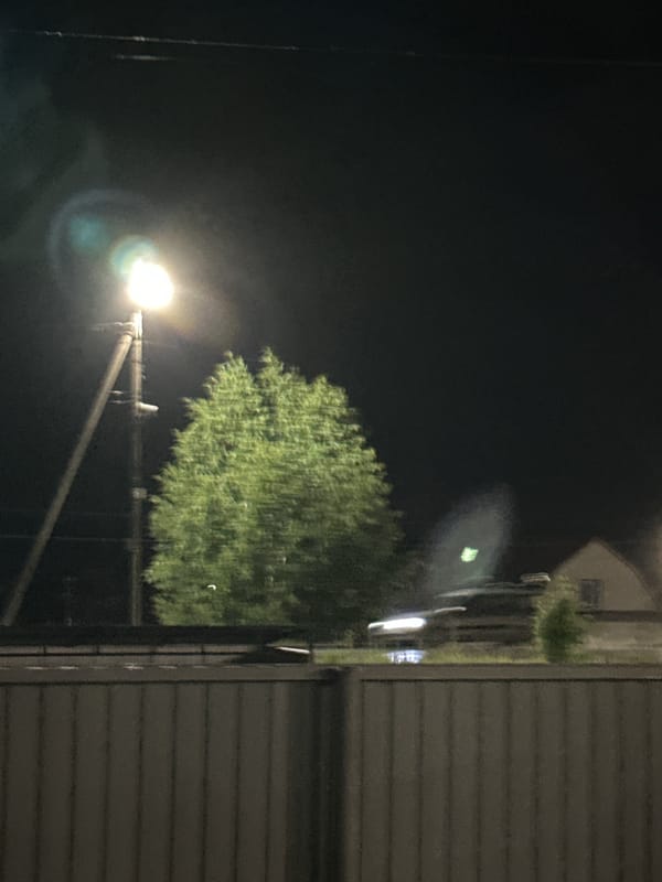 Nighttime garden observations: woodlice, strawberry blossoms, potted plants documented