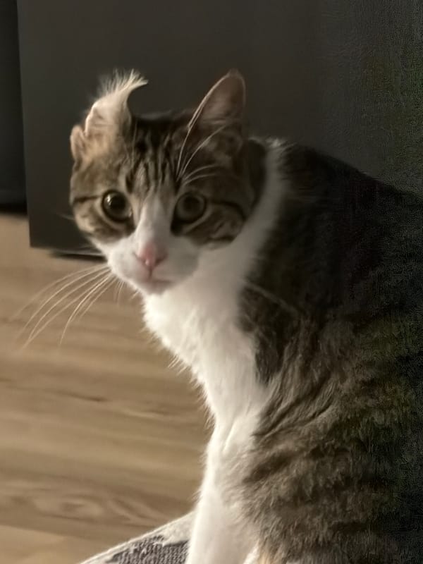 Cat photographed in home interior in Laval