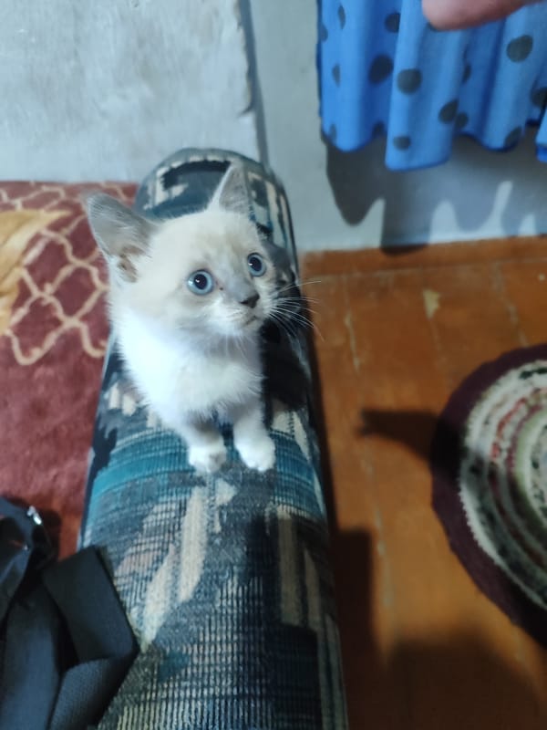 Late night kitten adventures around a Bishkek home and garden
