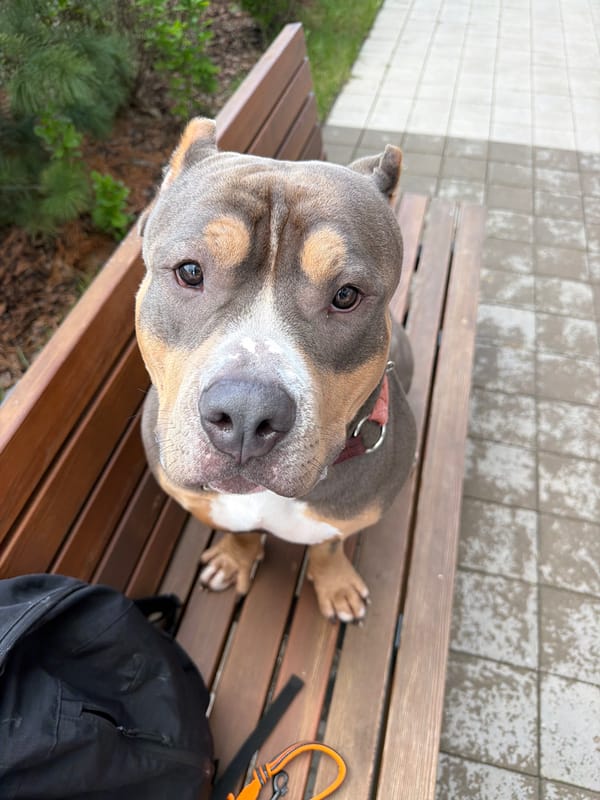 American Bully dog sits on bench in Krasnoyarsk