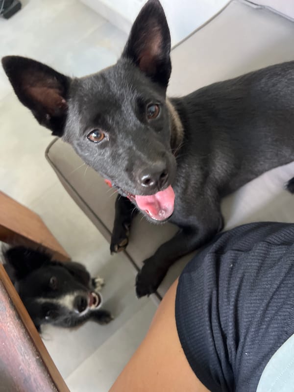Black dog with red collar observed indoors