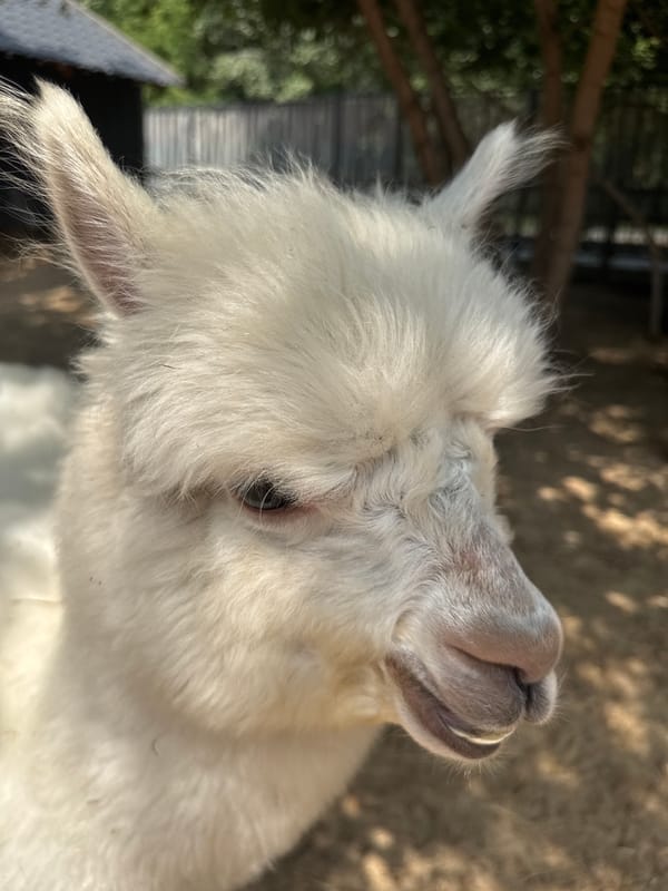 Alpacas, llamas, and rabbits at an Omsk animal enclosure