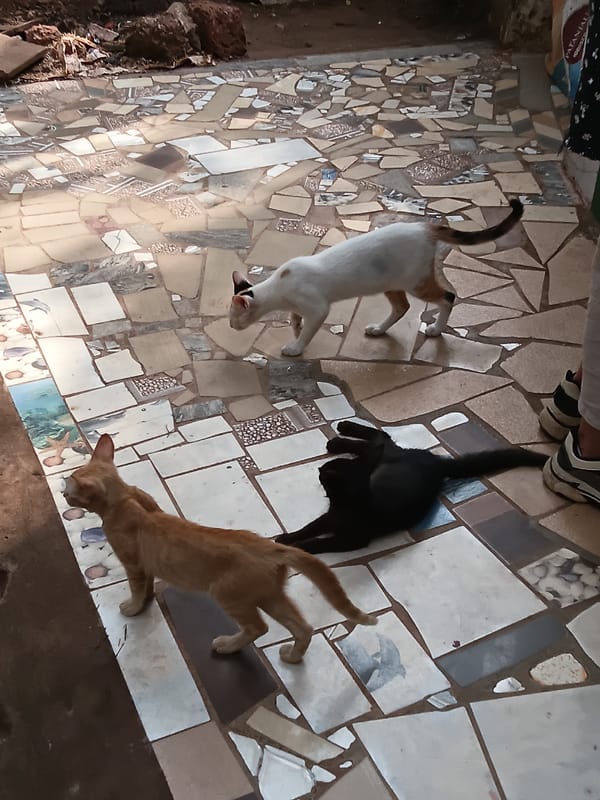Three cats spotted on mosaic floor in Marna, India