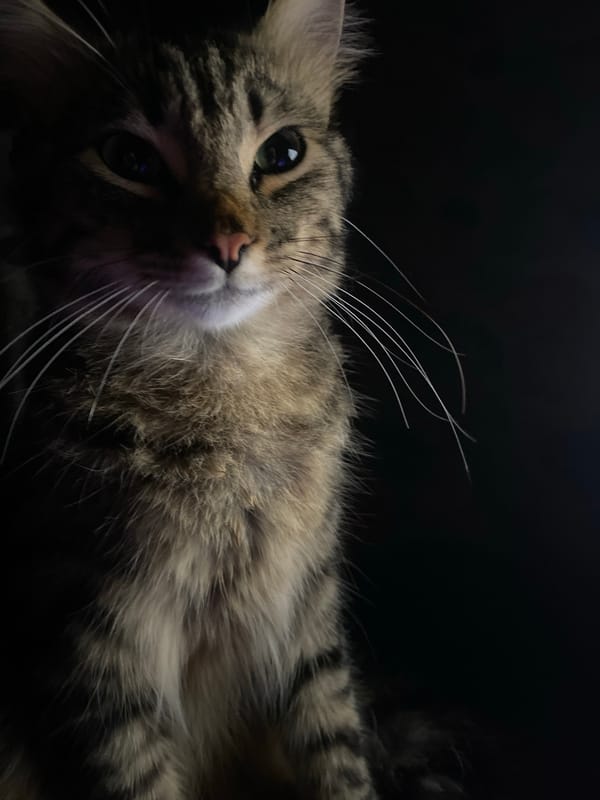 Tabby cat in low-light portrait, Velykodolynske