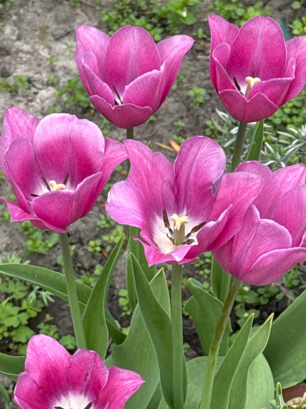 Spring garden blooms and pet documented in morning observations