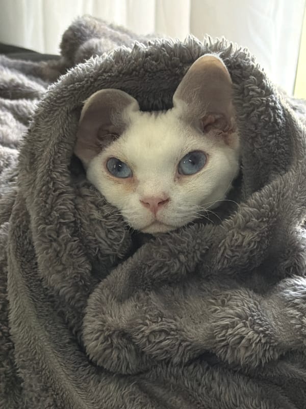 White blue-eyed cat spotted cozy in grey blanket, Ramat Gan