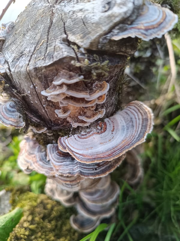 Fungi, wildflowers, and a quiet lake at golden hour