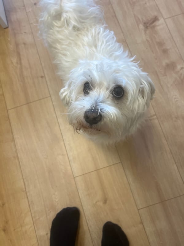 Small white Maltese dog photographed indoors in Vienna