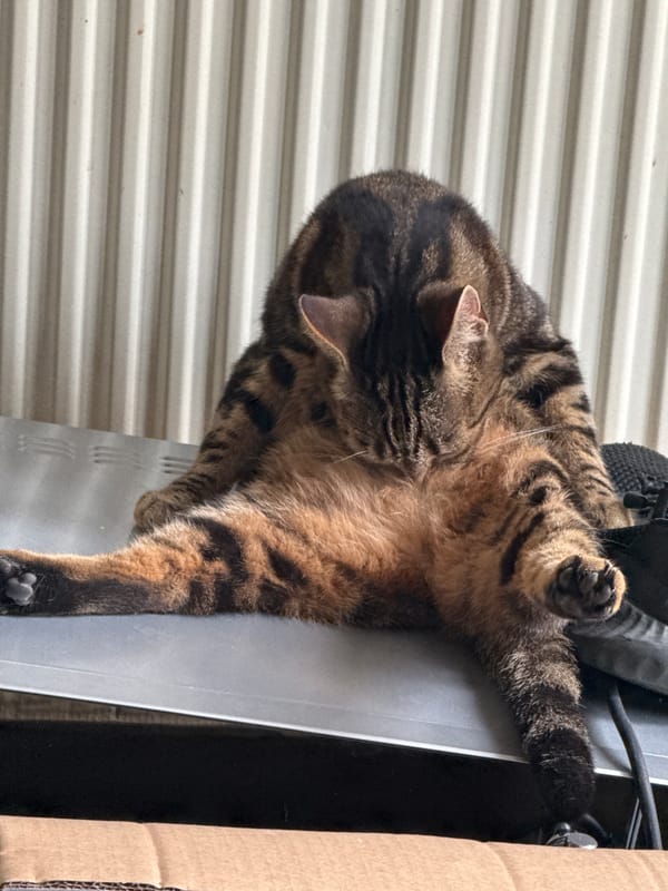 Cats spotted around Desborough homes during Sunday afternoon