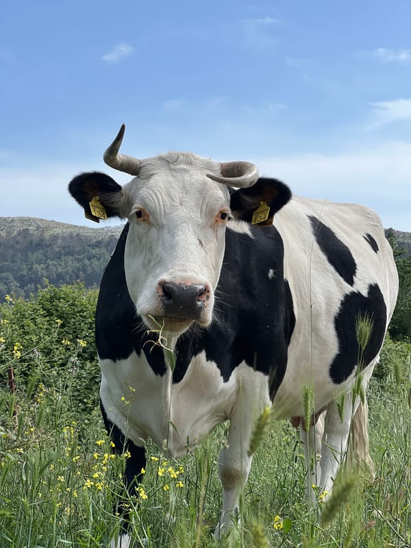 Rural life captured near Polje: cow in field, woman on tracks