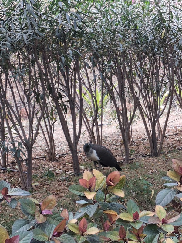 Bengaluru resident documents fishpond and construction scenes downtown