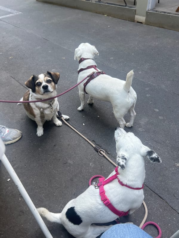 Three leashed dogs spotted on Milan street pavement
