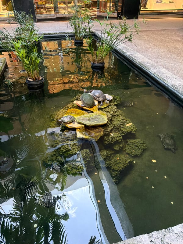 Coin-filled turtle pond at a Bal Harbour outdoor mall