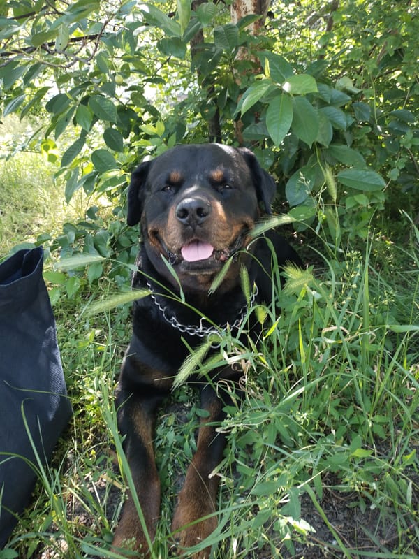 Morning life documented in Horishni Plavni: dogs, flowers, meals