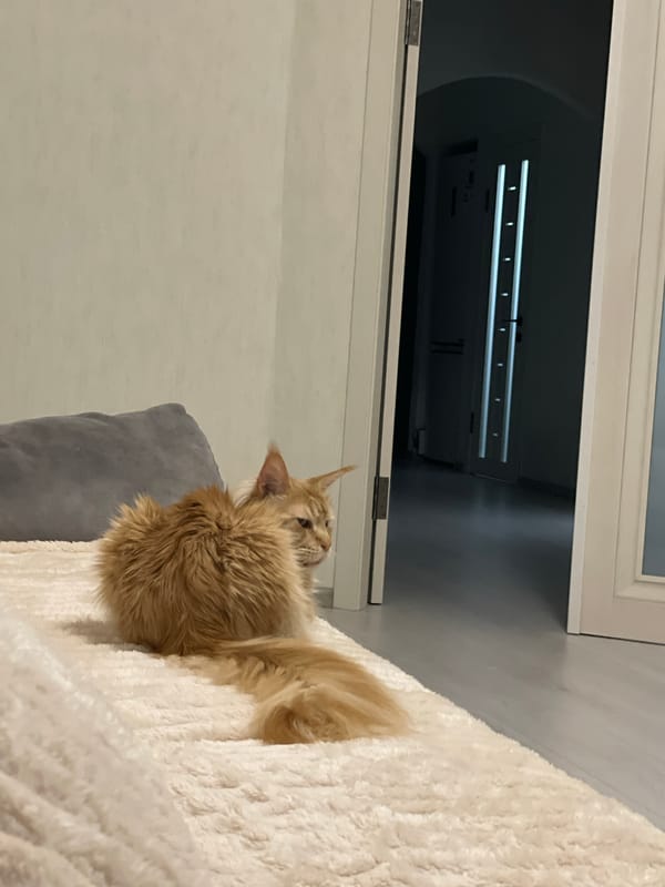 Ukrainian resident shares quiet moments with cat and peonies