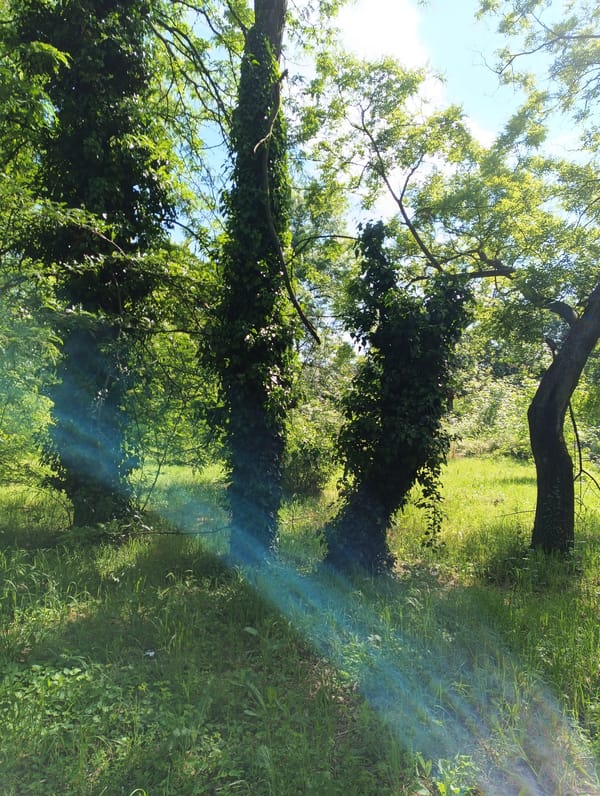 Tree-lined pathway documented in Karnobat, Bulgaria