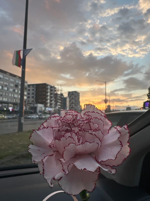 Sunset cityscape and carnation flower observed from car in Sofia