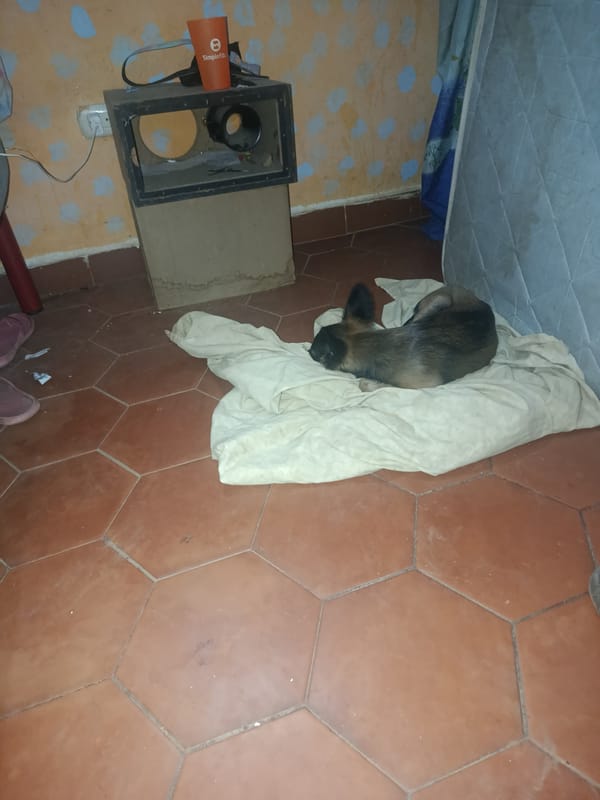 Dog sleeps peacefully on blanket in Juan Griego home