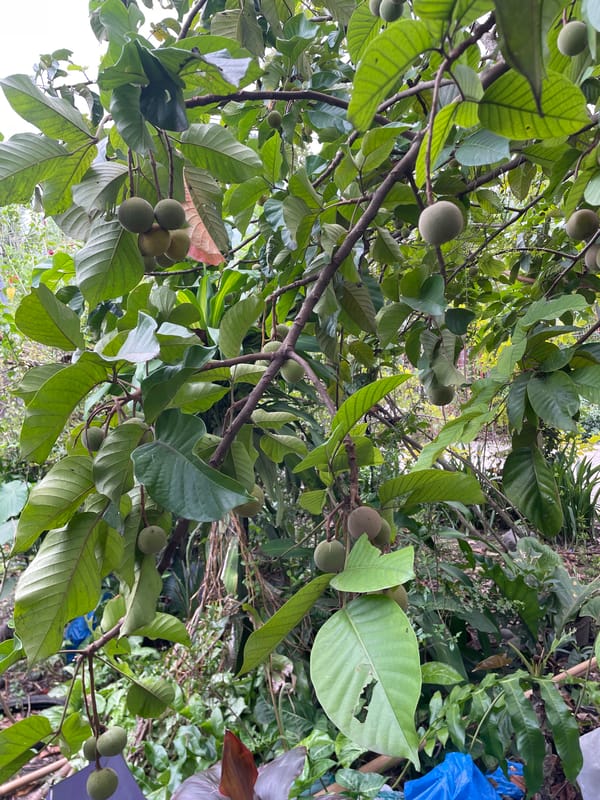Tropical Garden Life Documented in Kiblawan, Philippines