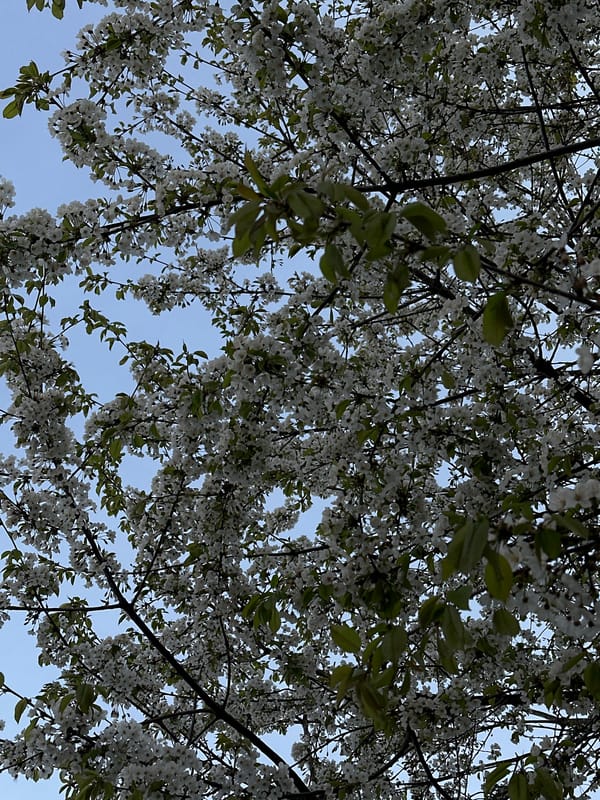 Spring morning scenes documented in Essen, Germany