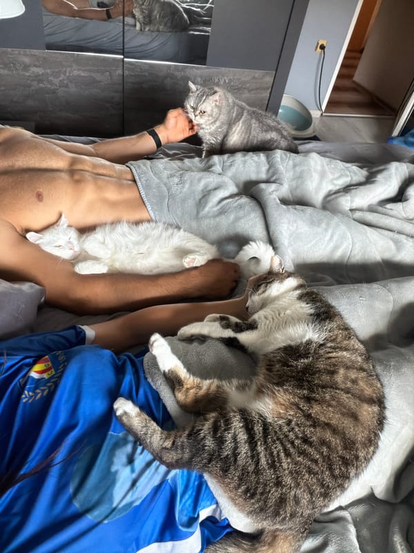 Lazy afternoon with cats and everyday moments in Burgas