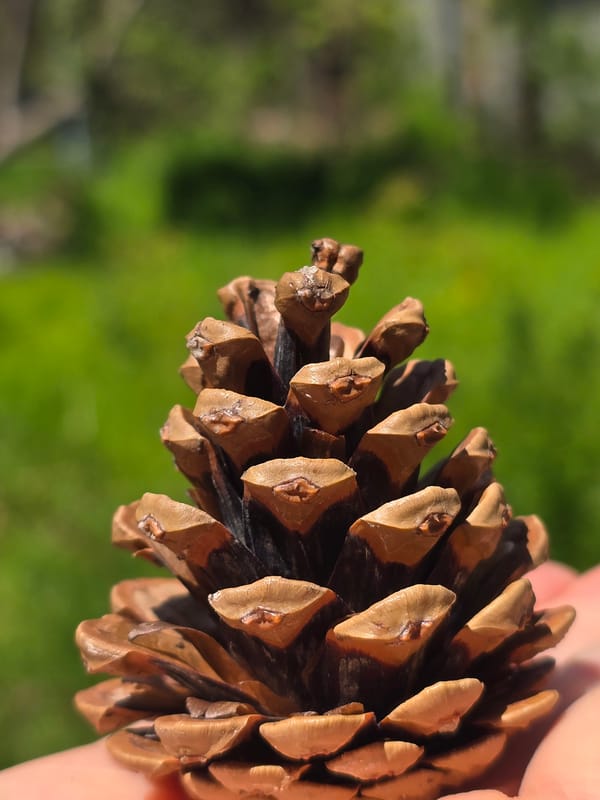 Pine cone photographed in close-up in Plovdiv, Bulgaria