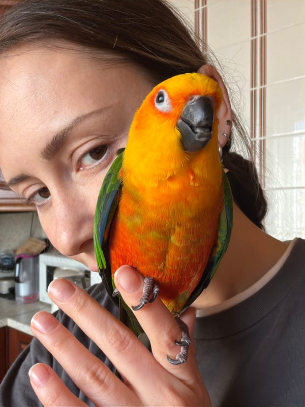 Pet encounters documented in Khimki: parrot portrait, dog walk