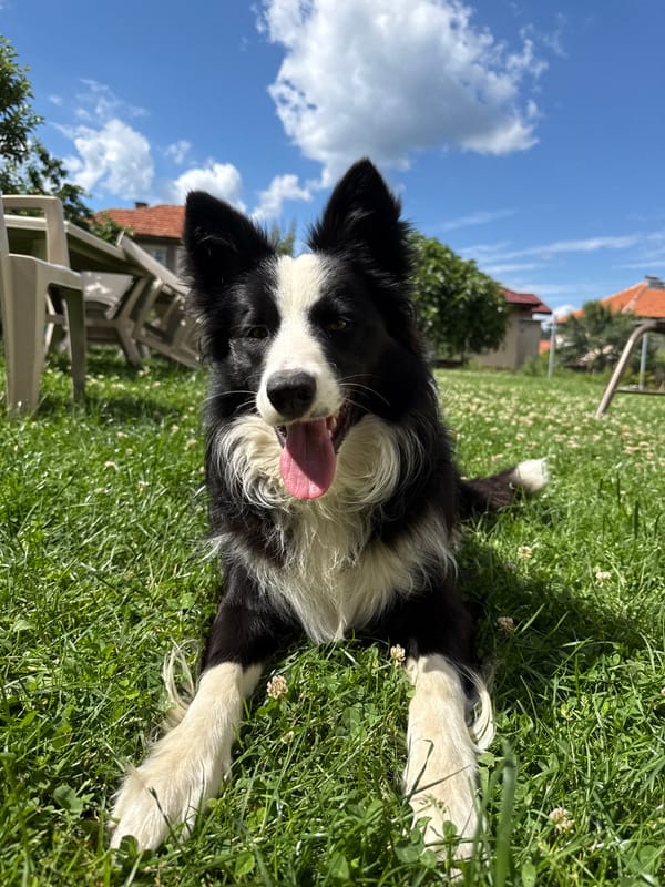 Peaceful afternoon moments with pets captured in Berkovitsa, Bulgaria