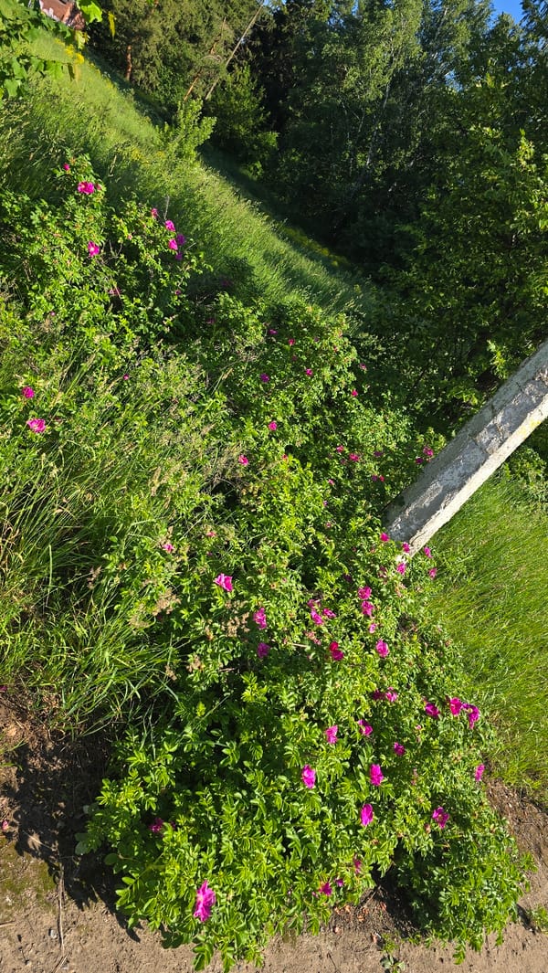 Early morning nature scenes documented in Chaikovsky, Russia