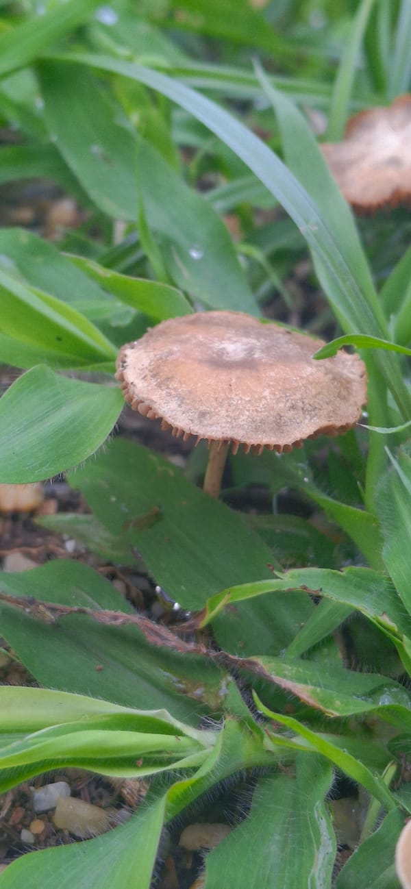 Nature walk documented in muddy Vallecito, Venezuela countryside