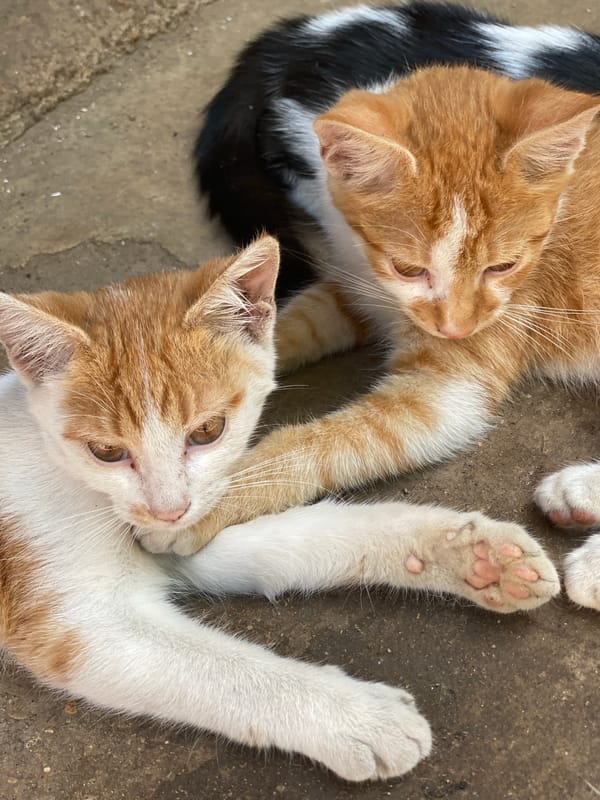 Baby chicks and cats documented at Nigerian poultry farm