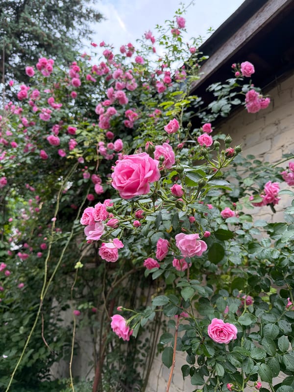 Garden walk documented in rainy Kyiv captures blooming flowers